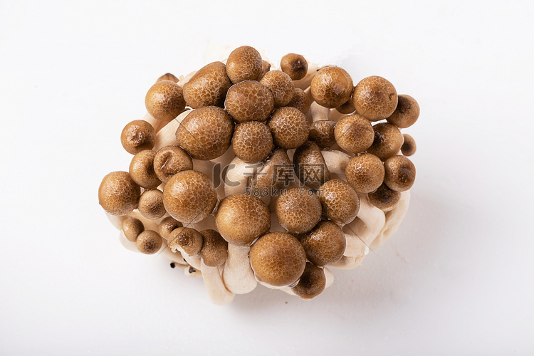 蟹味菇蘑菇真姬菇白底蘑菇摄影图