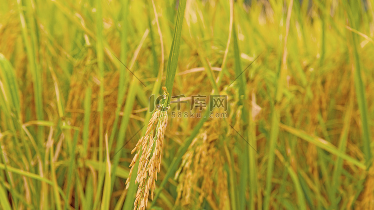 秋收秋天农作物水稻熟了特写摄影