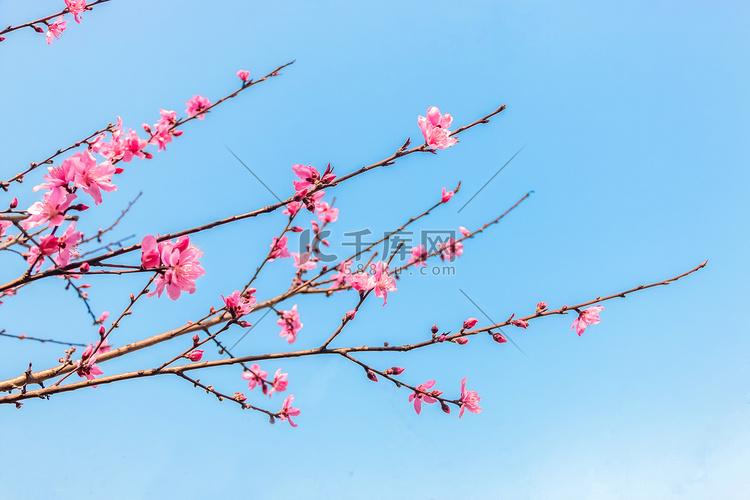 春天蓝天下桃花在盛开摄影图配图