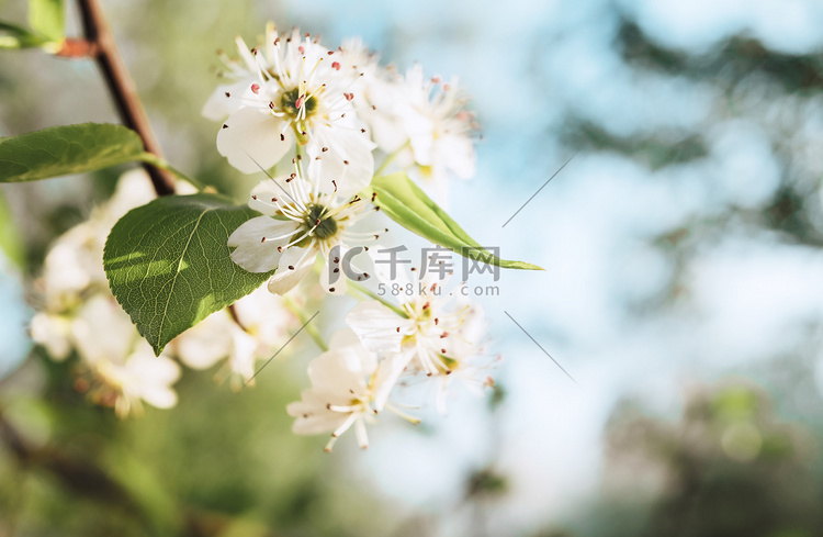 梨花花开春季立春花卉植物摄影图