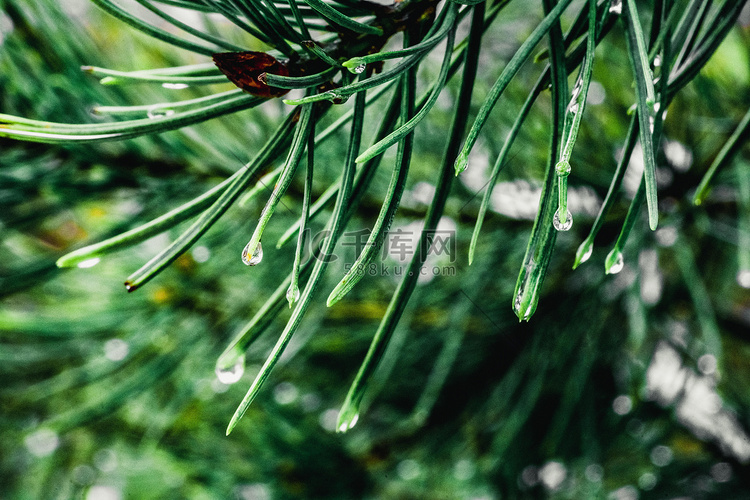 雨滴白天挂在松枝上的雨滴室外春