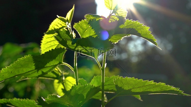 实拍唯美夏天阳光下的绿色植物光