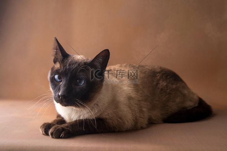 动物白天暹罗猫棕色背景趴着摄影