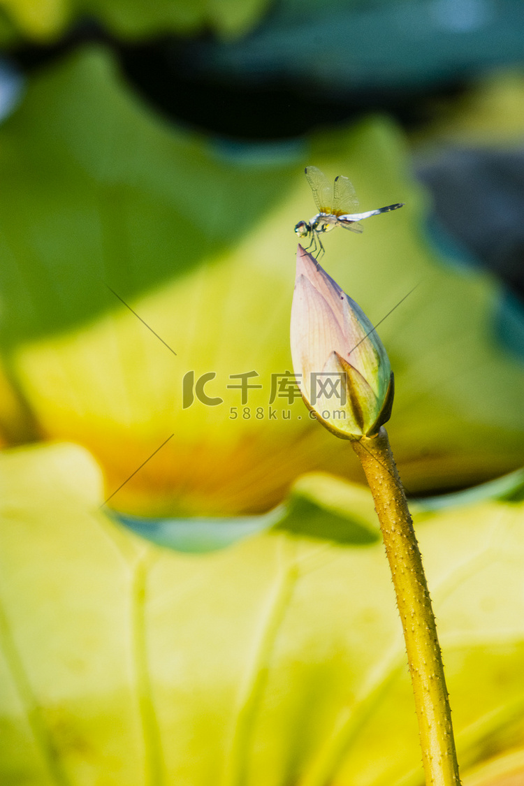 白天户外一只蜻蜓立在花苞上游玩