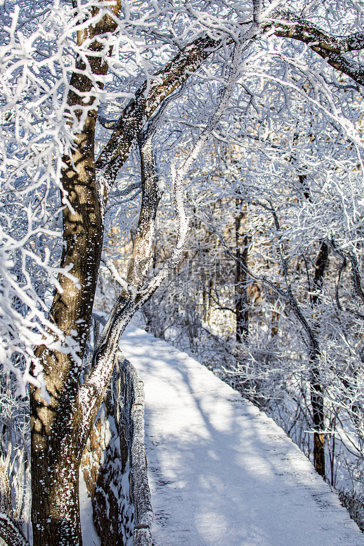 冬天小路树木和白雪摄影图