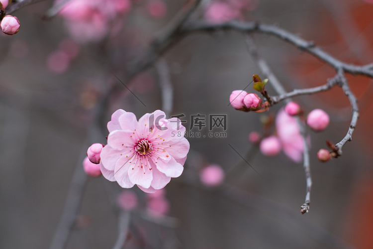 花春天梅花风景自然摄影图配图