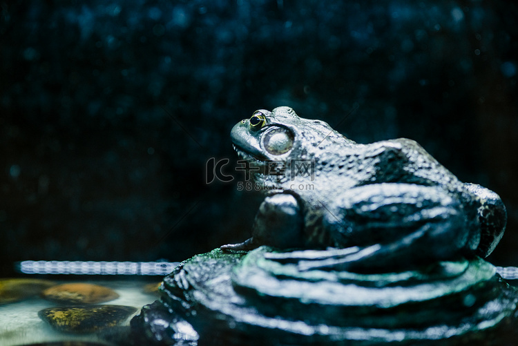 广州广州动物园一只青蛙爬在地上