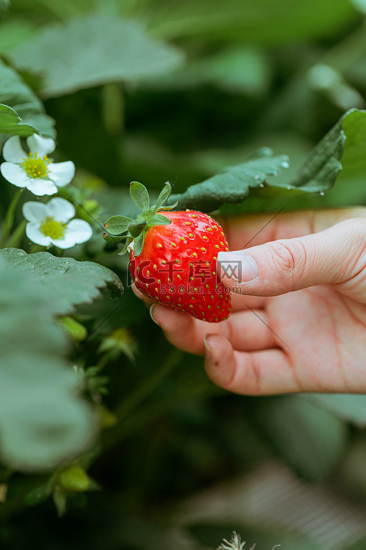 草莓采摘夏天白天摘草莓特写草莓