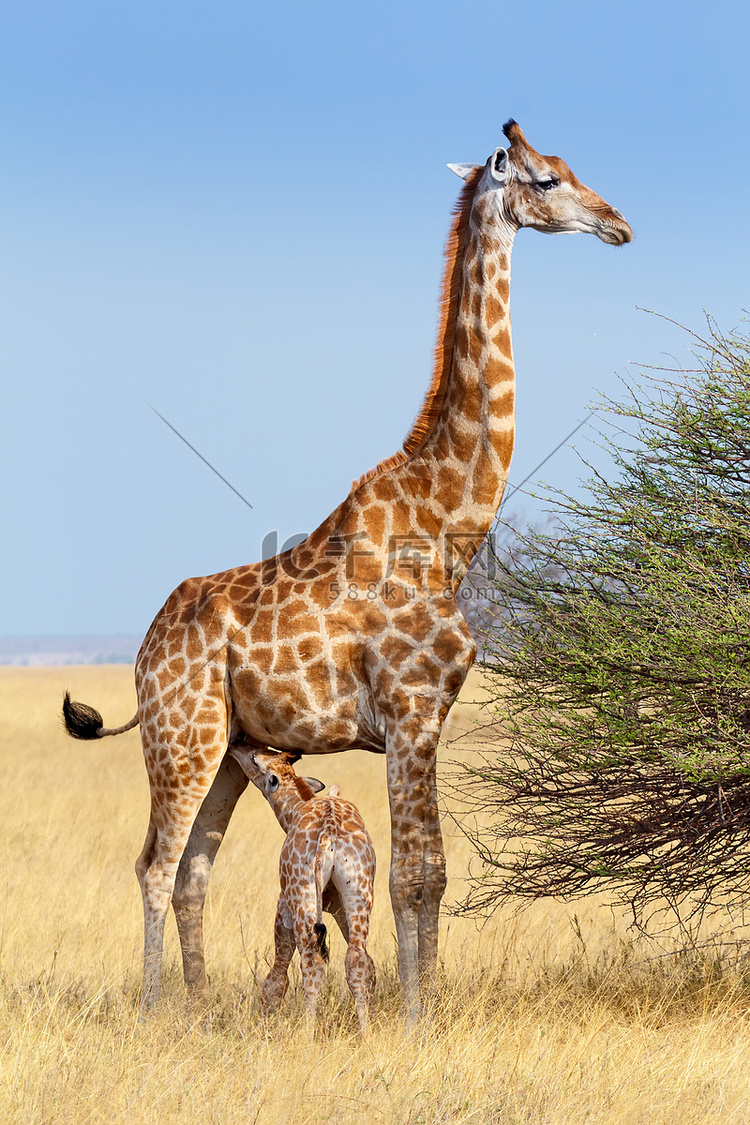 成年雌性长颈鹿与小牛吮吸母乳