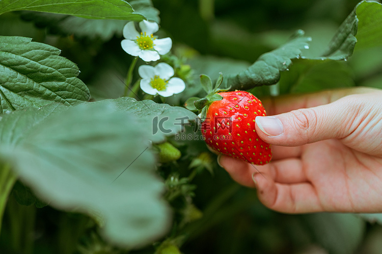 草莓采摘白天摘草莓的手草莓园摘