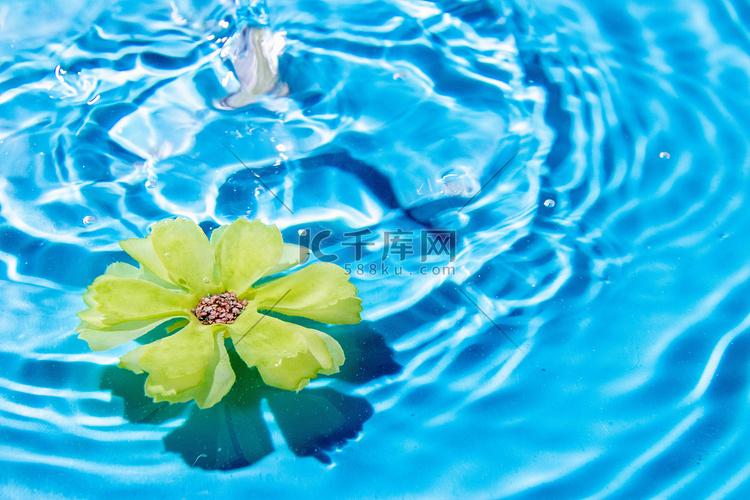 花瓣白天水波纹中漂浮室外水波纹