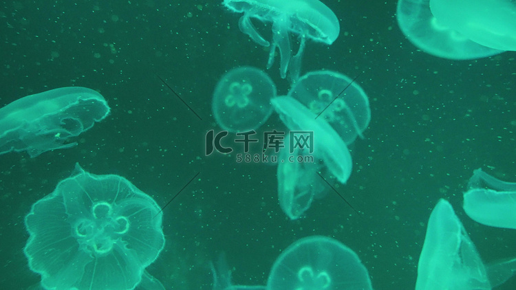海中夜光水母漂浮浮生物