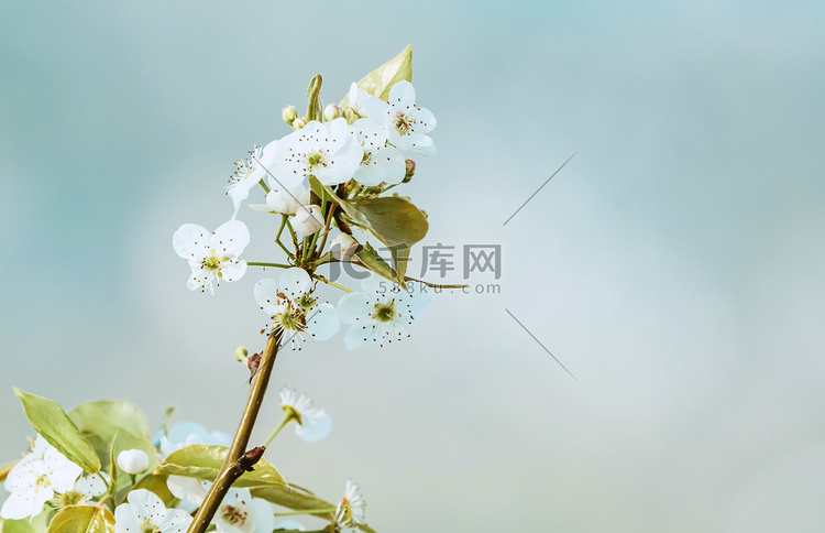 花卉梨花春天花枝美丽摄影图配图