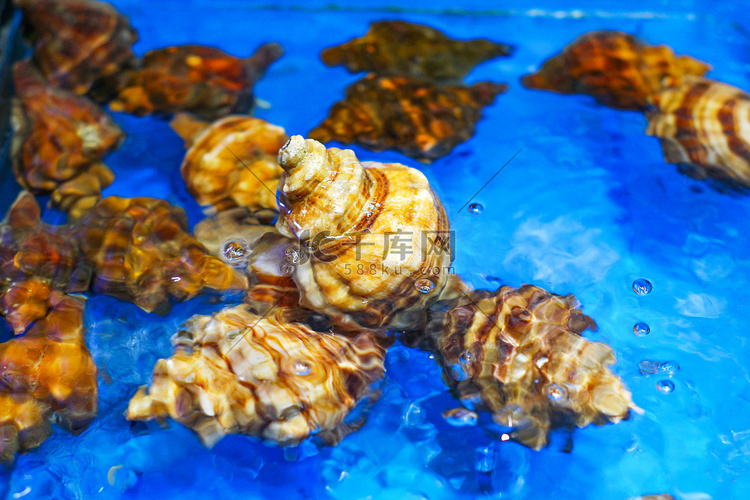 美食海洋生物花螺螺丝肉特写摄影