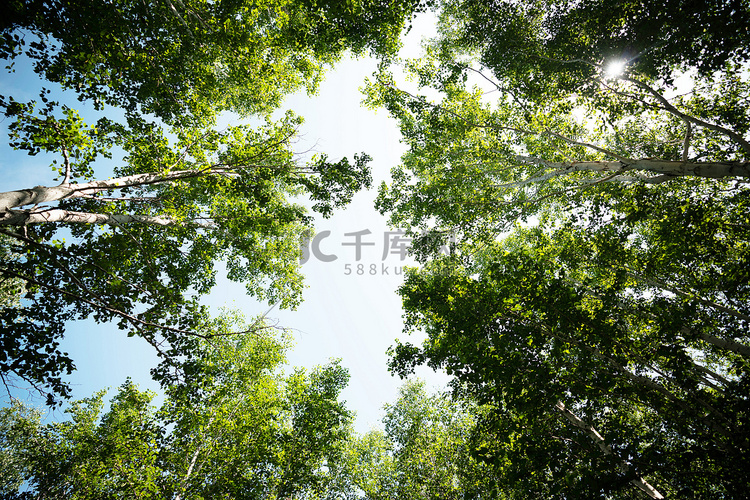 树林白天白桦林森林仰拍摄影图配