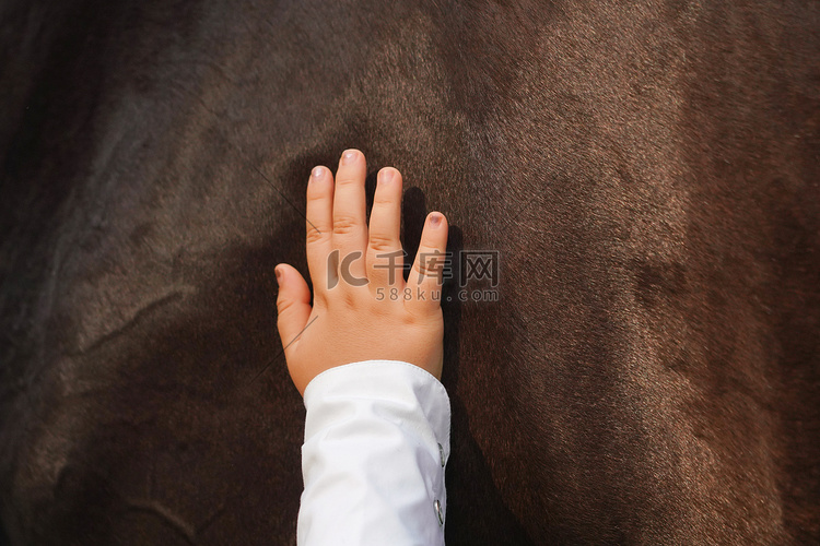 抚摸马匹的儿童手部特写