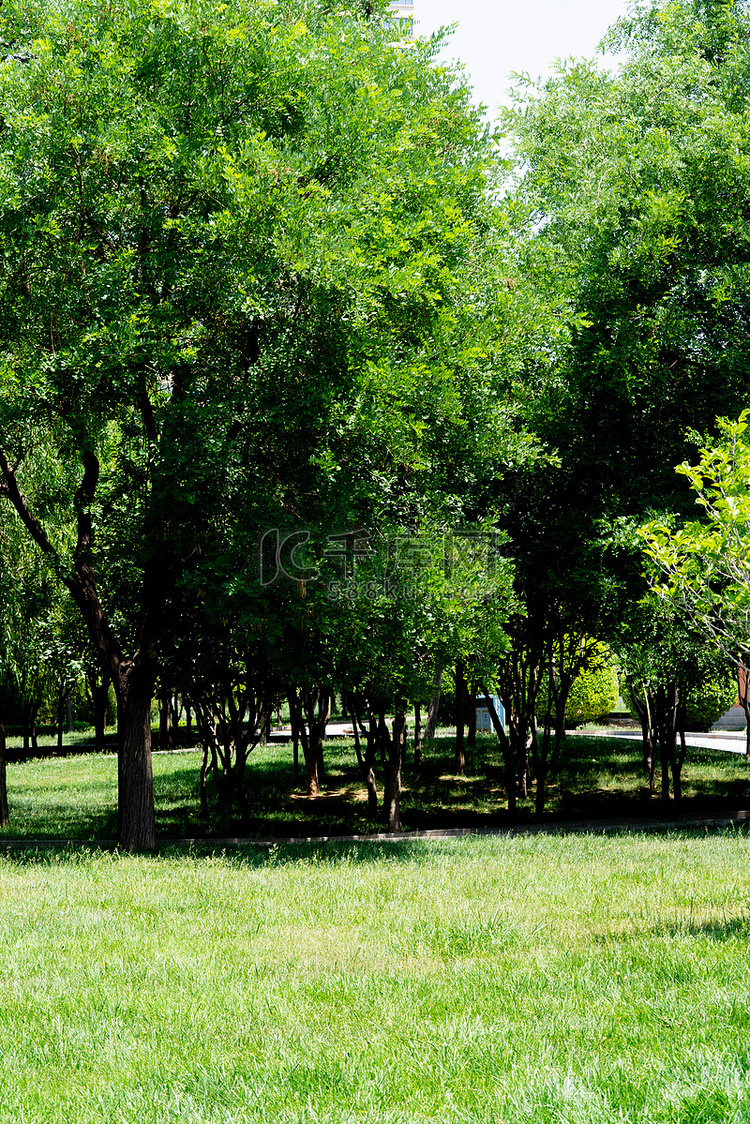 夏季白天草地树木户外景色摄影图