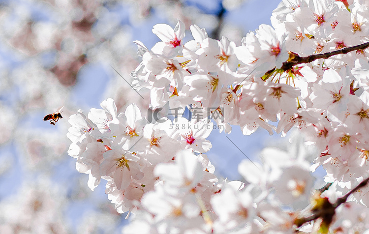 春暖花开正午樱花户外蜜蜂采蜜摄