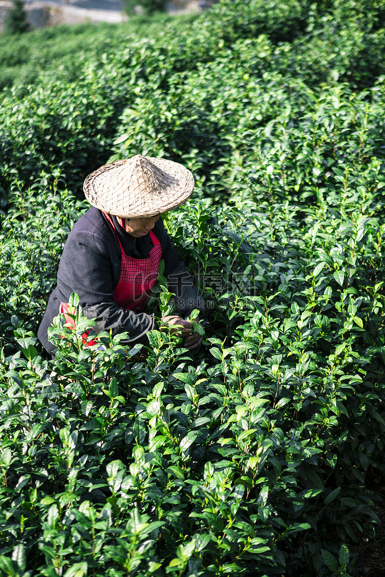 茶山采茶下午人茶场无摄影图配图