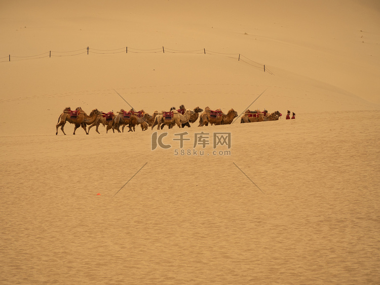 沙漠美景白天沙漠鸣沙山成群的骆