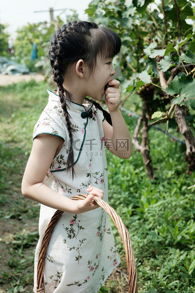 夏天穿旗袍的小姑娘在采摘园里摘