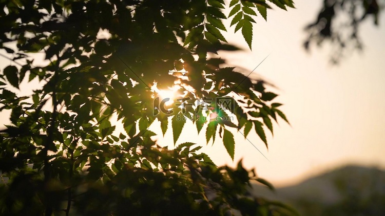 实拍意境逆光夕阳阳光透过树叶植