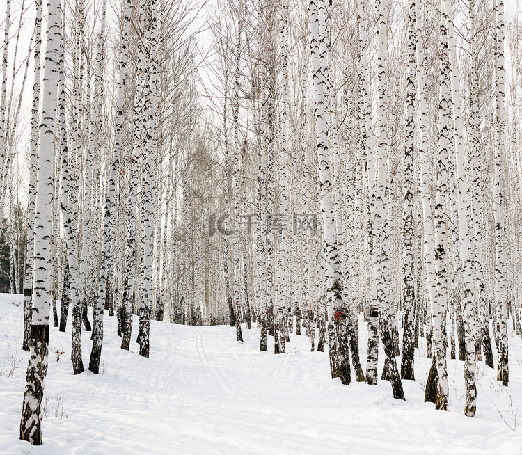 滑雪运行在冬天白桦林