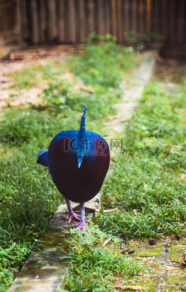 自然禽类保护动物蓝凤冠鸠摄影图