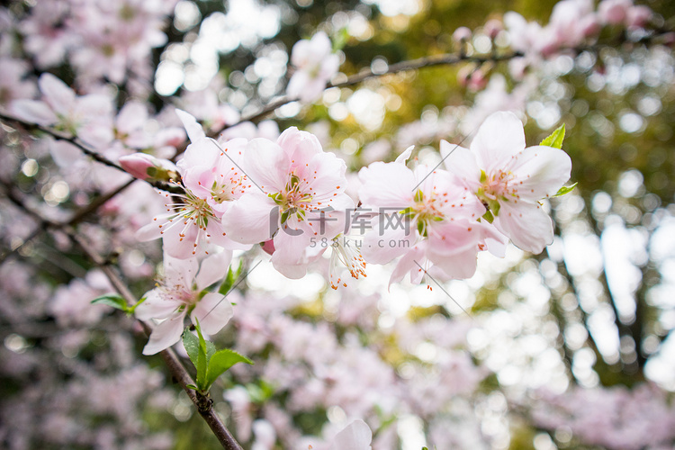 桃花春季花瓣自然绽放摄影图配图