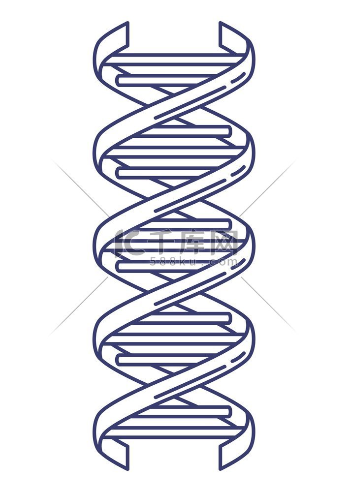 dna 模型的插图。