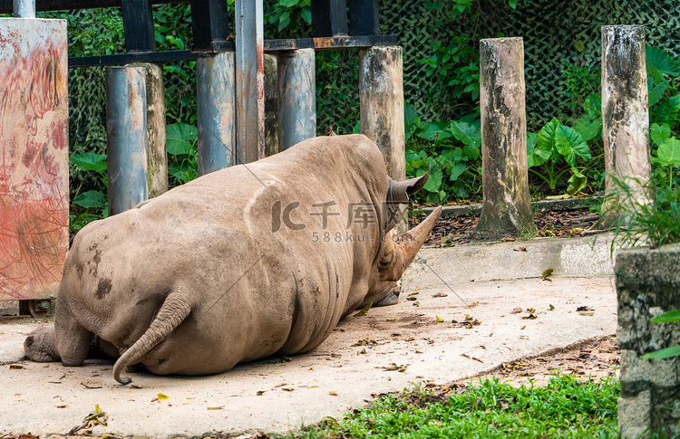 动物犀牛野生大型动物自然摄影图