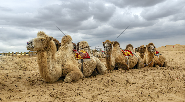 骆驼上午骆驼秋季素材摄影图配图