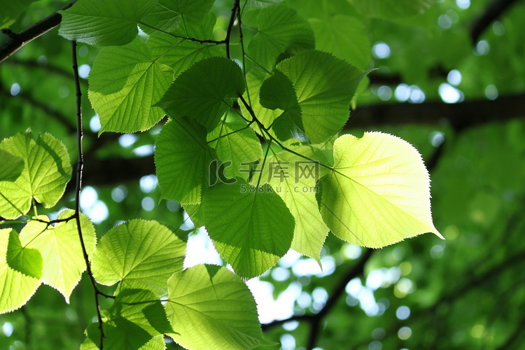 夏天新鲜的树叶在阳光下发光