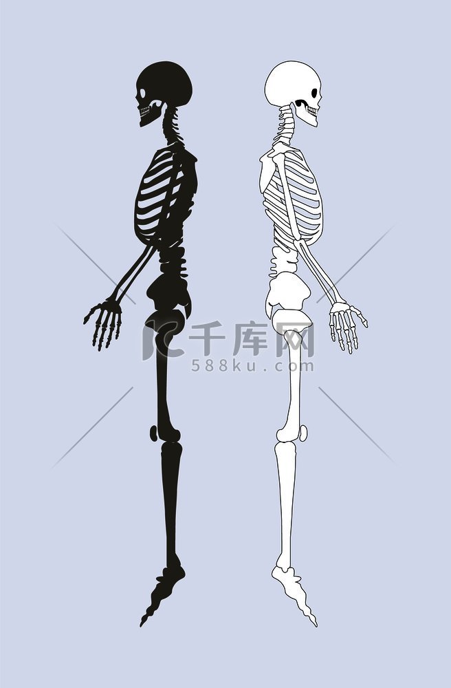 人体骨骼系统黑白骨骼结构剖面图