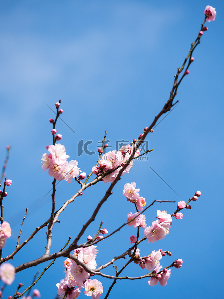 梅花在日本