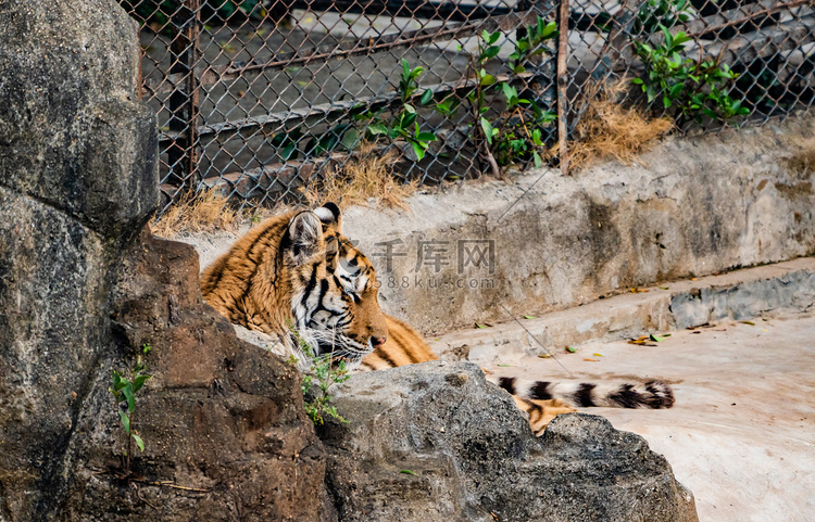 老虎保护动物凶猛猛兽摄影图配图