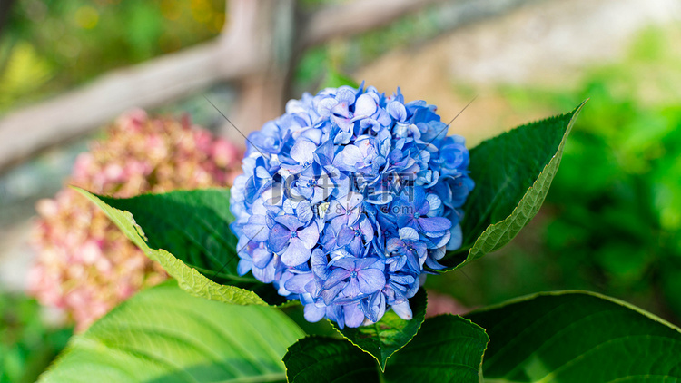 蓝色的绣球花秋日木绣球野外紫阳