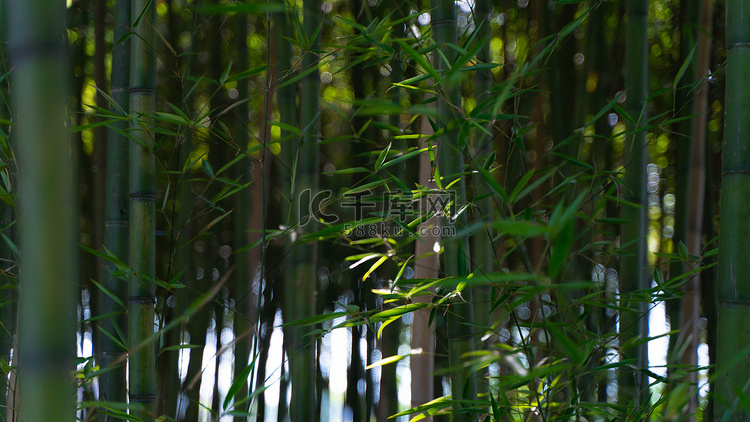 大片竹子小暑竹竹园茂盛摄影图配