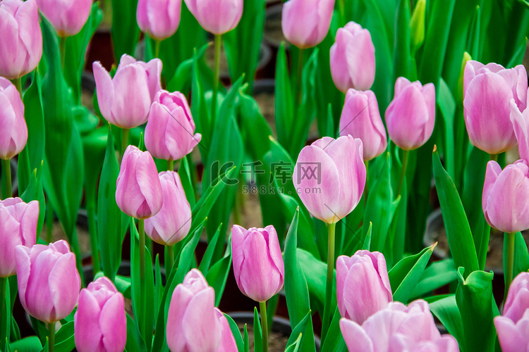 花卉春天粉色郁金香花田花园赏花