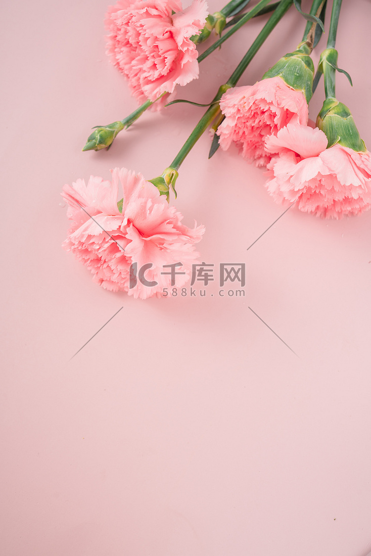 38妇女节礼物花朵康乃磬摄影图