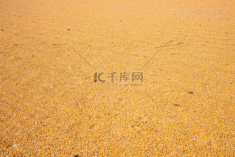 秋季玉米摄影图