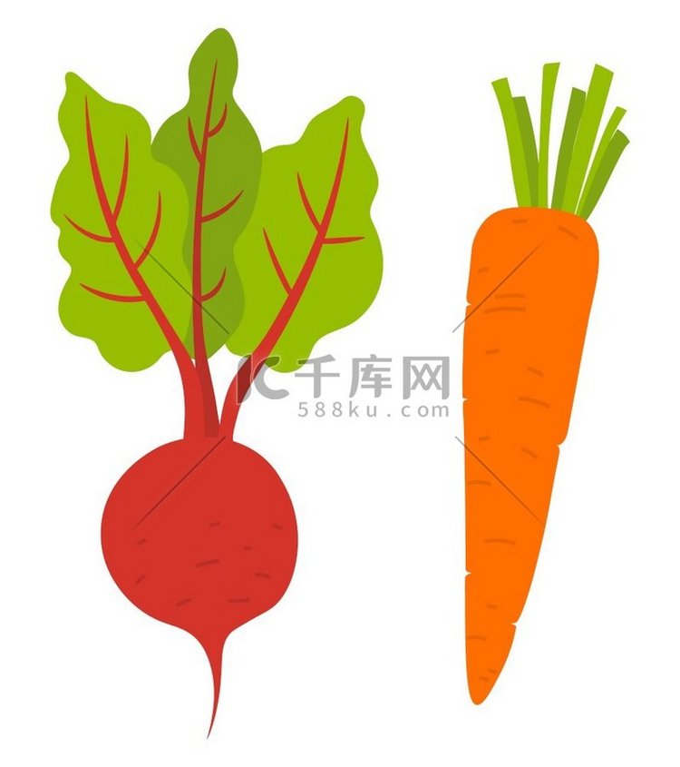 甜菜根和胡萝卜蔬菜分离。