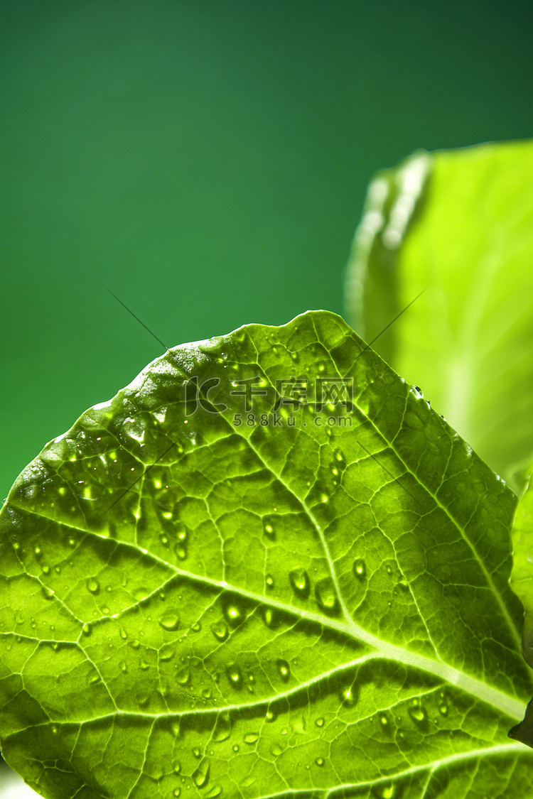 春季春天小白菜叶谷雨新鲜蔬菜摄