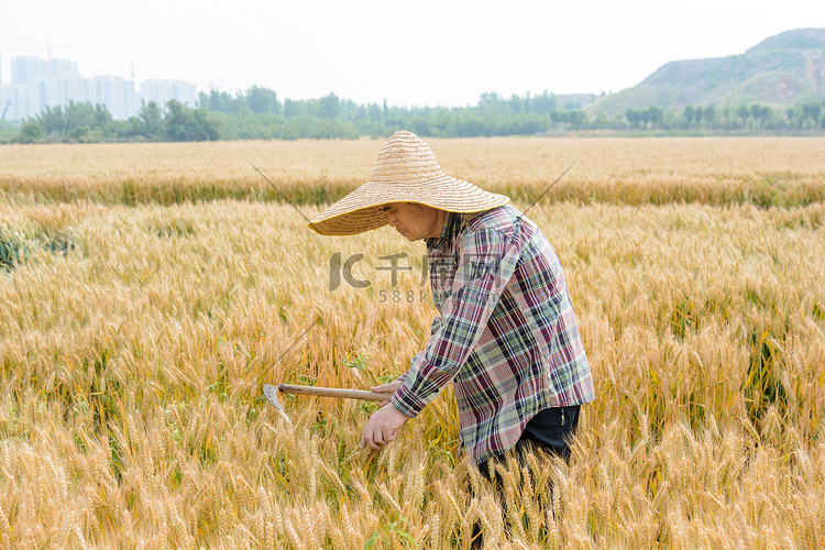 夏收白天农民麦田收麦子摄影图配