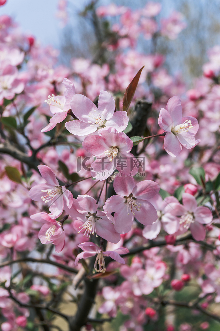 晴天春季海棠花盛开季节摄影图配