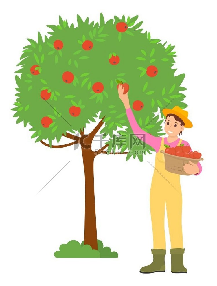农妇在花园里摘苹果被隔离的女性