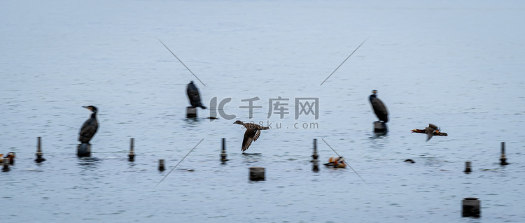 鸟白天鸟湖拍摄摄影图配图