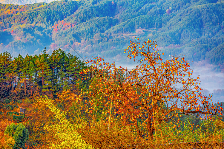 秋天风景早晨柿子山区摇动摄影图