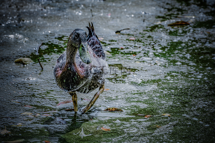 鸭子戏水水花湿地动物摄影图配图