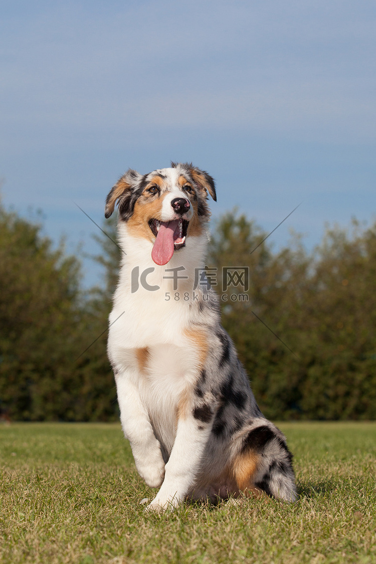 纯种狗澳大利亚牧羊犬